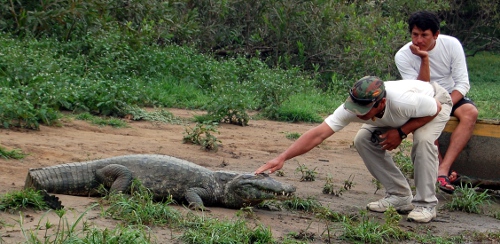 Alligators on the Pampas tour in Bolivia Alligators on the Pampas tour in Bolivia