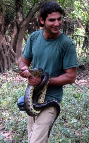 Anaconda in Bolivian jungle