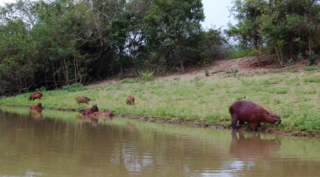 Capibaras on a pampas tour