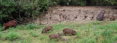Capibaras in the Bolivian Pampas