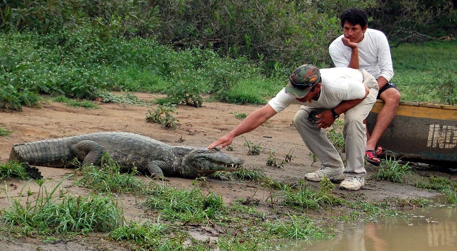 Crazy Bolivian Guides With Their Buddy Bolivian guide with an alligator on a pampas tour outside of Rurrenabaque, Bolivia