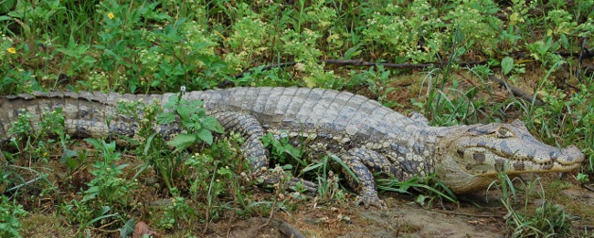 Alligators on pampas trip in Bolivia