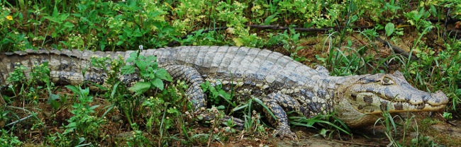Alligators and crocodiles abound on the Pampas tour