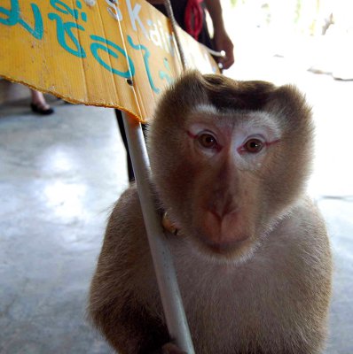 Monkey Close-Up