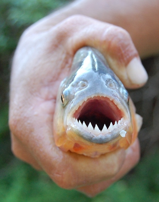 Piranhas Piranhas in Bolivia