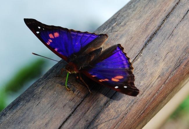 Iguazu butterflies 