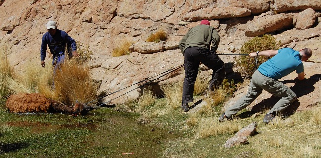 Llama Rescue-Salt Flats, Bolivia