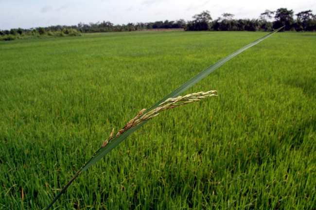 Rice Paddies in SE Asia