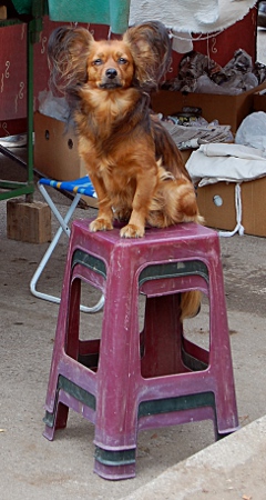 Weird looking dogs