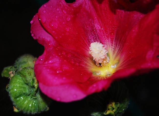 Flower in El Bolson
