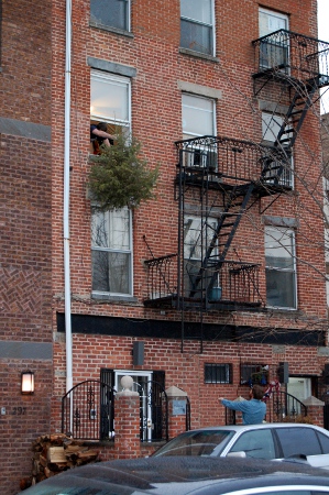 How to dispose of a Christmas tree in NYC How to dispose of a Christmas tree in NYC
