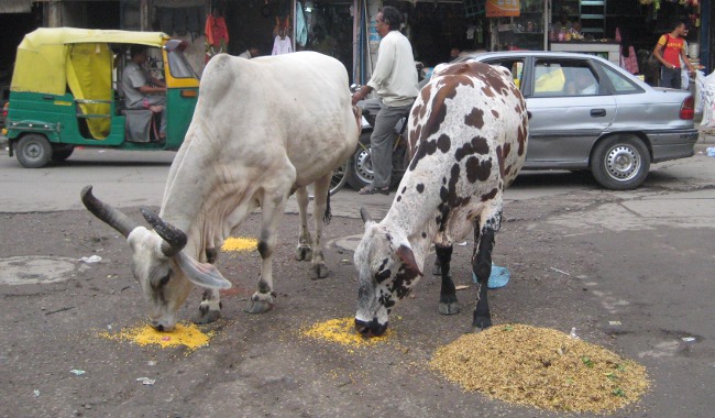 Cows everywhere in Delhi, India
