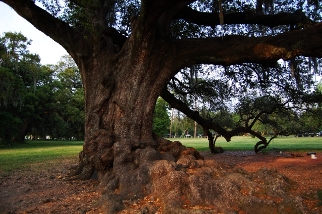 Tree of Life in Audubon Park, New Orleans, Louisiana