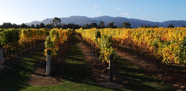 Forrest Winery outside Blenheim, South Island, New ZealandForrest Winery outside Blenheim, South Island, New Zealand