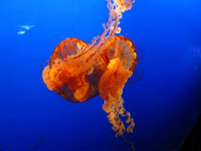 Vancouver Aquarium in Stanley Park